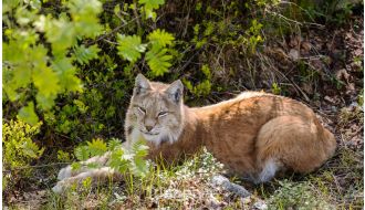 DAY TRIP TO RANUA ZOO WALKING TOUR WITH ENTRY TICKET & LUNCH FROM ROVANIEMI