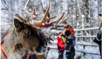 TRADITIONAL REINDEER FARM VISIT & SLEIGH RIDE IN ROVANIEMI
