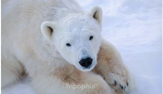 DAY TRIP TO RANUA WILDLIFE PARK - VISITING ARCTIC ANIMALS FROM ROVANIEMI