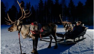APUKKA REINDERR SLEIGH NIGHT RIDE IN ROVANIEMI