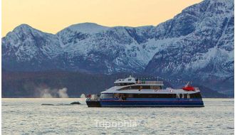WHALE WATCHING SAFARI ON HIGH-SPEED CATAMARAN FROM TROMSO