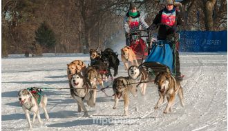 SELF-DRIVE HUSKY DOG SLEDDING ADVENTURE EXPERIENCE IN TROMSØ