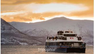 WHALE AND SEA BIRD WATCHING CRUISE FROM TROMSØ