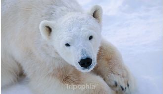 RANUA ZOO ENTRY TICKET WITH BBQ PICNIC IN ROVANIEMI