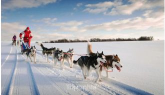 TROMSO HUSKY EXPERIENCE WITH SELF-DRIVE DOG SLED RIDE 