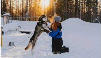 REINDEER, HUSKIES, SANTA'S PETS & AURORA BBQ TOUR IN ROVANIEMI
