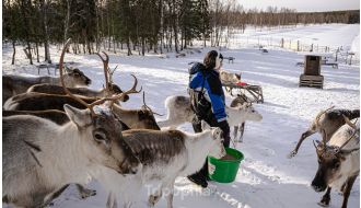 ROVANIEMI REINDEER FARM VISIT WITH SLEIGH RIDE