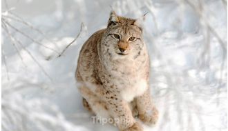 DAY TRIP TO ARCTIC ANIMALS SLEIGH RIDES & WILDLIFE ZOO FROM ROVANIEMI