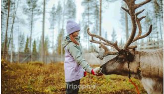 HUSKY & REINDEER FARM VISIT WITH SNOWMOBILE RIDE IN ROVANIEMI