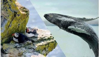 HALF-DAY TOUR TO WHALE WATCHING AND PUFFIN CRUISE IN REYKJAVIK