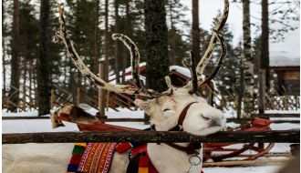 Rovaniemi (2n) & Helsinki (2n) - 4 Nights / 5 Days