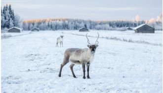 Saariselka&#x20;City&#x20;Break&#x20;Package&#x20;&#x2013;&#x20;2&#x20;Nights&#x20;&#x2F;&#x20;3&#x20;Days